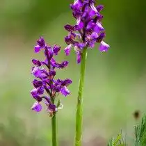Ятрышник дремлик (Orchis morio)