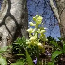 Ятрышник бледный (Orchis pallens)