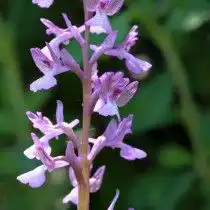 В настоящее время ятрышник точечный (orchis picta) является подвидом Анакамптис дремлик (Anacamptis morio)