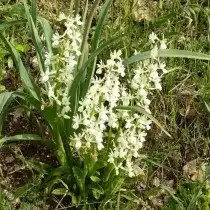 Ятрышник прованский (Orchis provincialis)