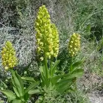 Ятрышник мелкоточечный (Orchis punctulata)