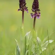 Ятрышник пурпурный (Orchis purpurea)