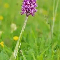 Ятрышник обезьяний (Orchis simia)