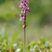 Ятрышник зелено-бурый (Orchis viridifusca), подвид Ятрышника Шпитцеля (Orchis spitzelii)