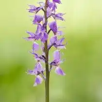 Anacamptis papilionacea ранее выделялся как вид ятрышник каспийский (orchis caspia)
