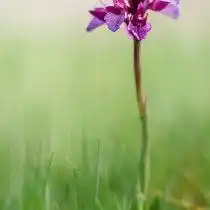 Анакамптис болотный (Anacamptis palustris), ранее широко известный как Ятрышник болотный (Orchis palustris)