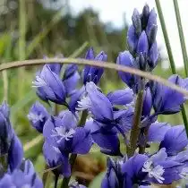 Истод горький (Polygala amara)