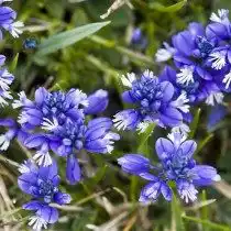 Истод известковый (Polygala calcarea)