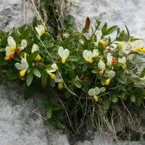 Истод самшитовидный, Истод стелющийся (Polygala chamaebuxus)