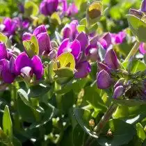 Истод миртолистный (Polygala myrtifolia)