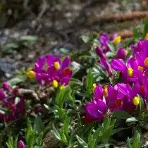 Истод Вареда (Polygala vayredae)