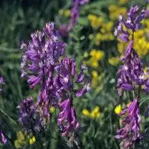 Истод большой (Polygala major)