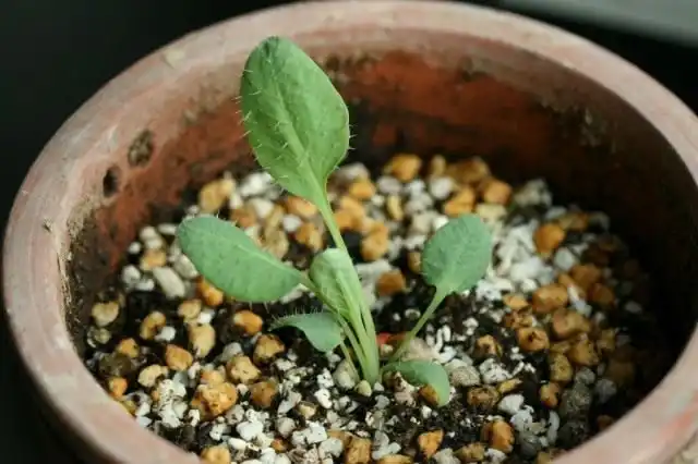 Саженец меконопсиса