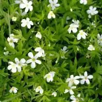 Анемона канадская, Ветреница канадская (Anemone canadensis)