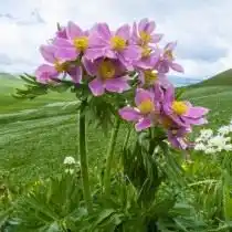 Анемона пучковая, Ветреница пучковая (Anemone fasciculata)