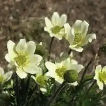 Анемона многоголовчатая, Ветреница многоголовчатая (Anemone multifida)