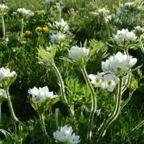 Анемона нарциссоцветковая, Ветреница нарциссоцветковая (Anemone narcissiflora)