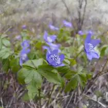 Анемона орегонская, Ветреница орегонская (Anemone oregana)