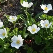 Анемона мелкоцветковая, Ветреница мелкоцветковая (Anemone parviflora)