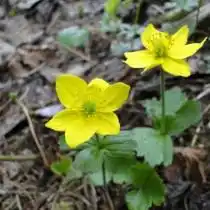 Анемона Ричардсона, Ветреница Ричардсона (Anemone richardsonii)