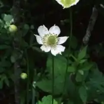 Анемона виргинская, Ветреница виргинская (Anemone virginiana)