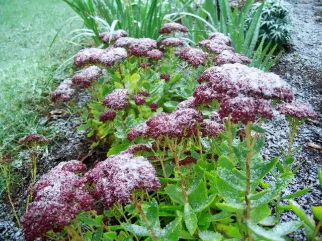 Первый снег на осенних цветах