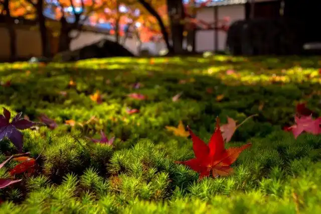 Ноябрь в саду