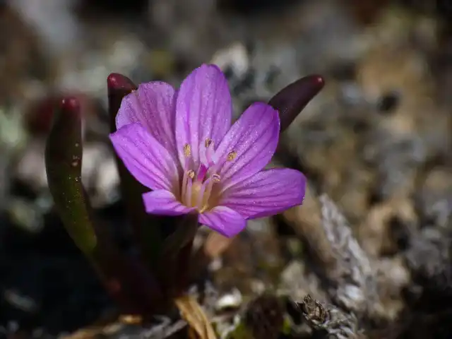 Левизия карликовая (Lewisia pygmaea)