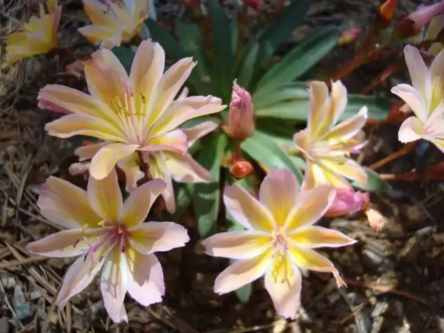 Левизия длиннолепестковая 'Little Peach' (Lewisia longipetala)