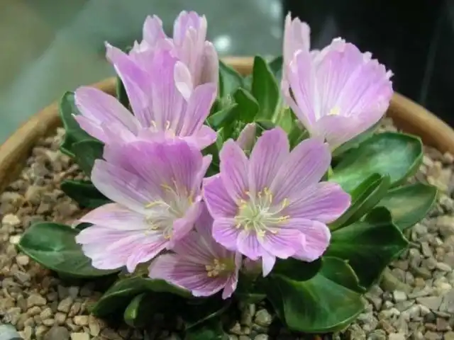 Левизия короткочашечковая (Lewisia brachycalyx)