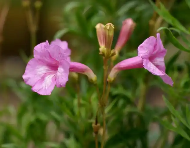 Инкарвиллея Ольги (Incarvillea olgae)