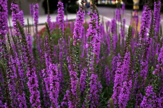 Дербенник иволистный, или Плакун-трава