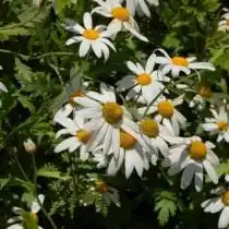 Аргирантемум перистораздельный подв. суккулентный (Argyranthemum pinnatifidum ssp. succulentum)