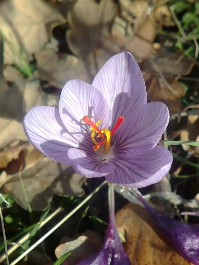 Шафран Палласа, или Крокус Палласа (Crocus pallasii)