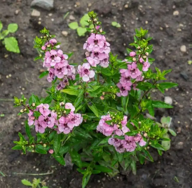Ангелония (Angelonia)