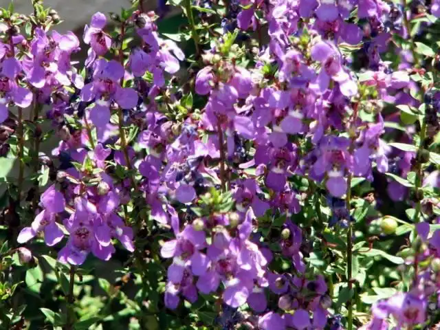 Ангелония, или Бедная орхидея