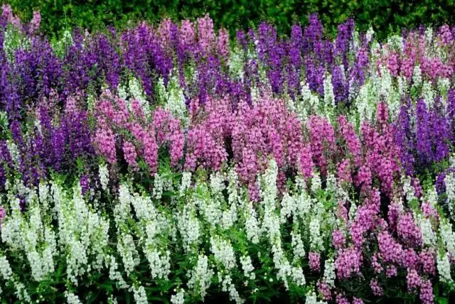 Клумба с ангелониями