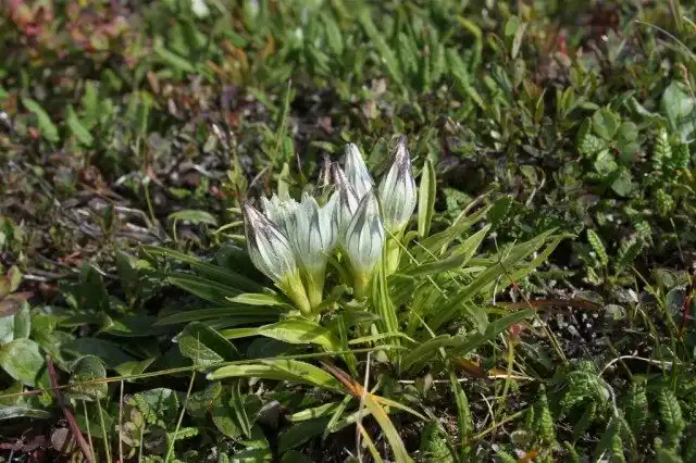 Горечавка холодная (Gentiana algida)