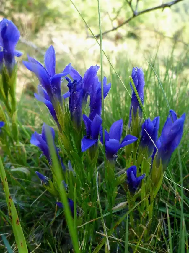 Горечавка реснитчатая (Gentiana ciliata)