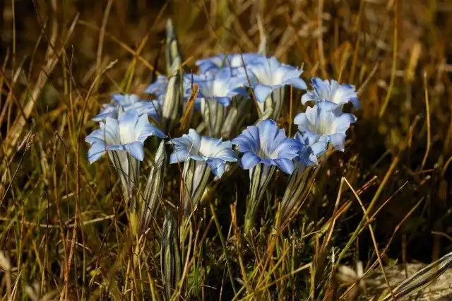 Горечавка китайская украшенная (Gentiana sino-ornata)
