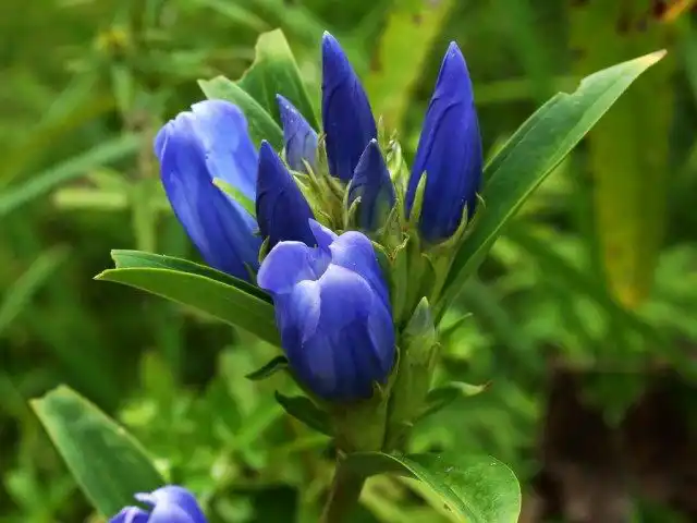 Горечавка трёхцветковая (Gentiana triflora)