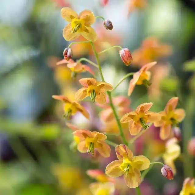 Горянка, или Эпимедиум варлийский 'Orangekönigin' (Epimedium x warleyense)