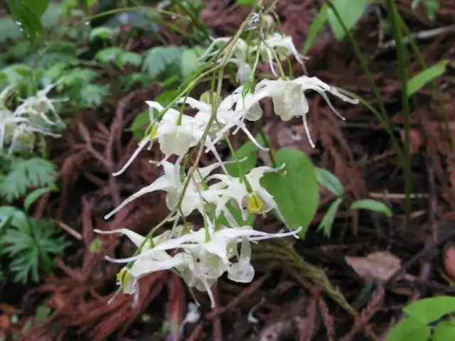 Горянка, или Эпимедиум корейский (Epimedium koreanum)