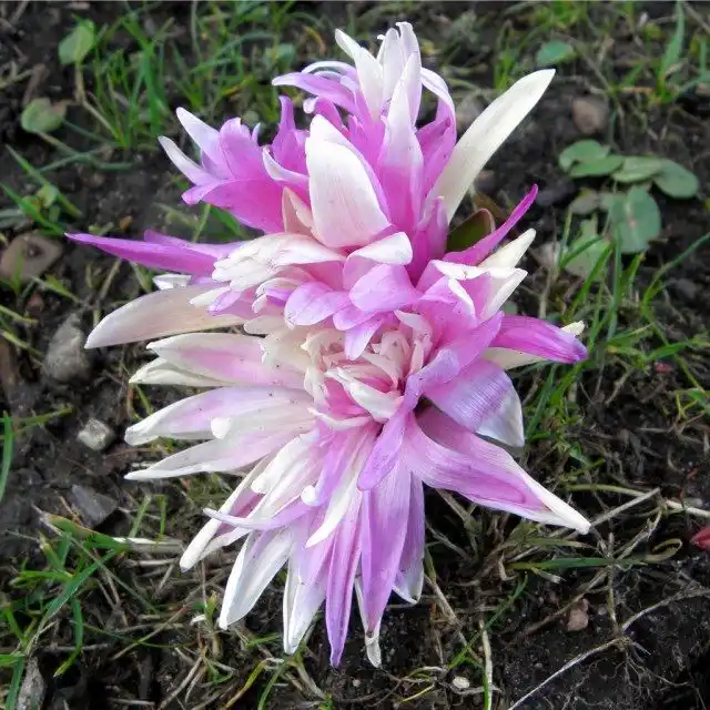 Безвременник гибридный