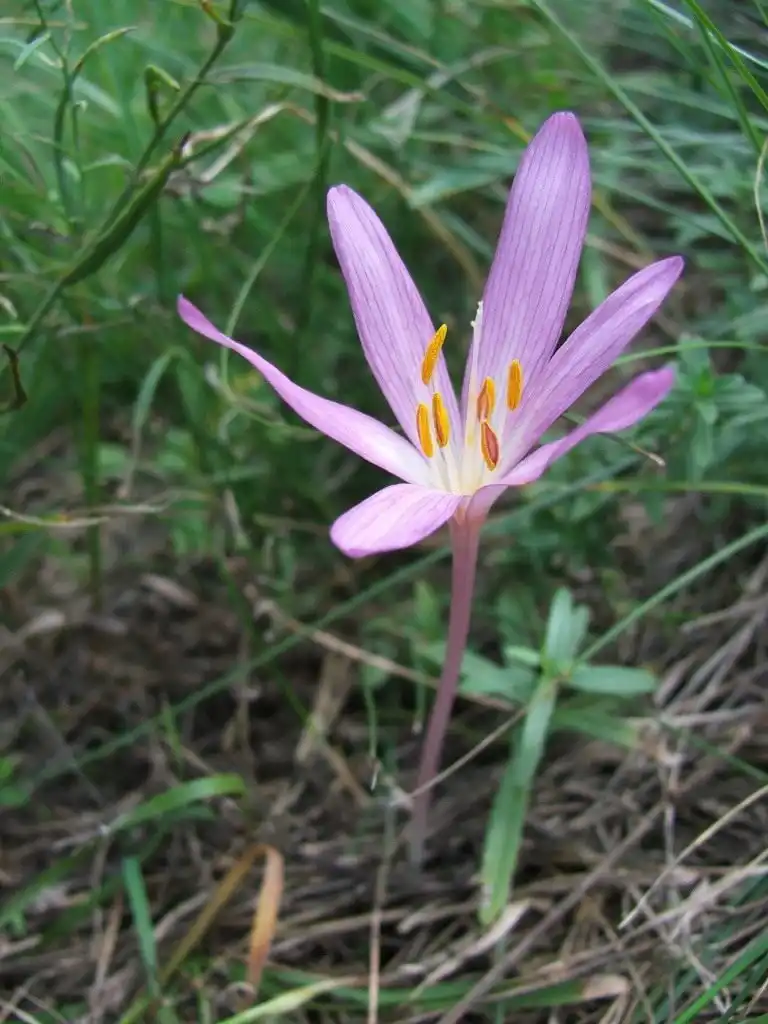 Безвременник осенний (Colchicum autumnale)
