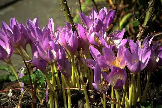 Безвременник иерусалимский (Colchicum hierosolymitanum)