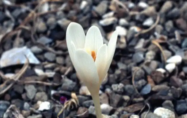 Безвременник Кочи (Colchicum kotschy)