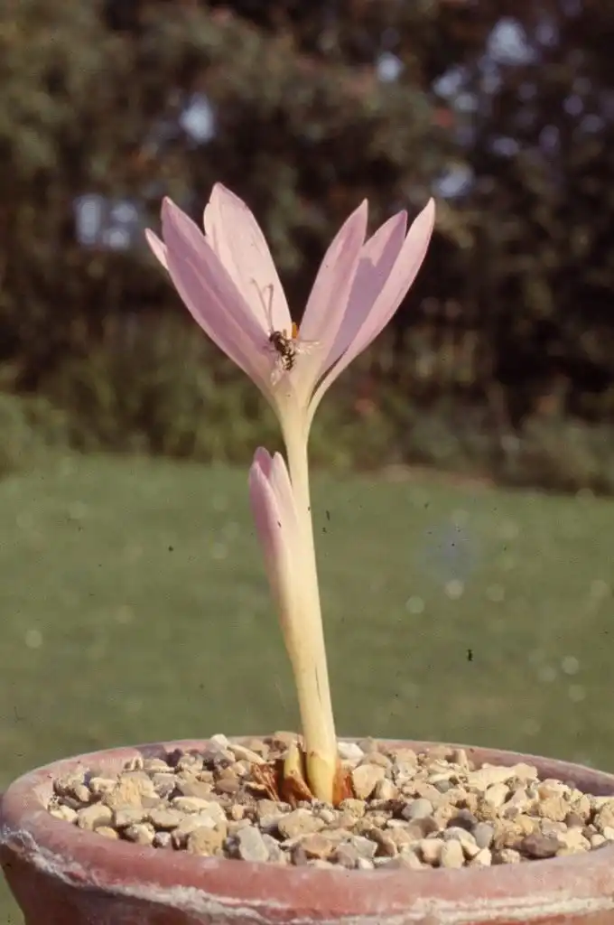 Безвременник теневой (Colchicum umbrosum)