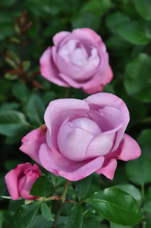 Роза 'Blue River'