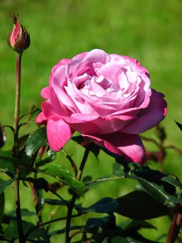 Роза 'Голубая река' ('Blue River')